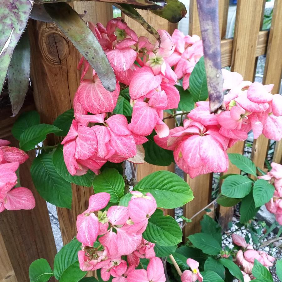 Tropical Hideaway! Lejlighed Fort Lauderdale Eksteriør billede